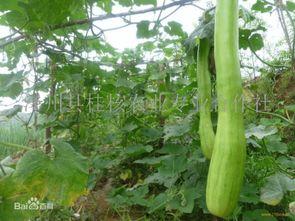 小砍瓜怎么吃最好